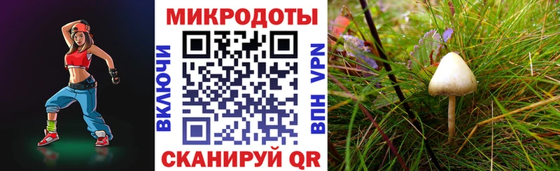 купить наркоту  Братск  Псилоцибиновые грибы Psilocybine cubensis 